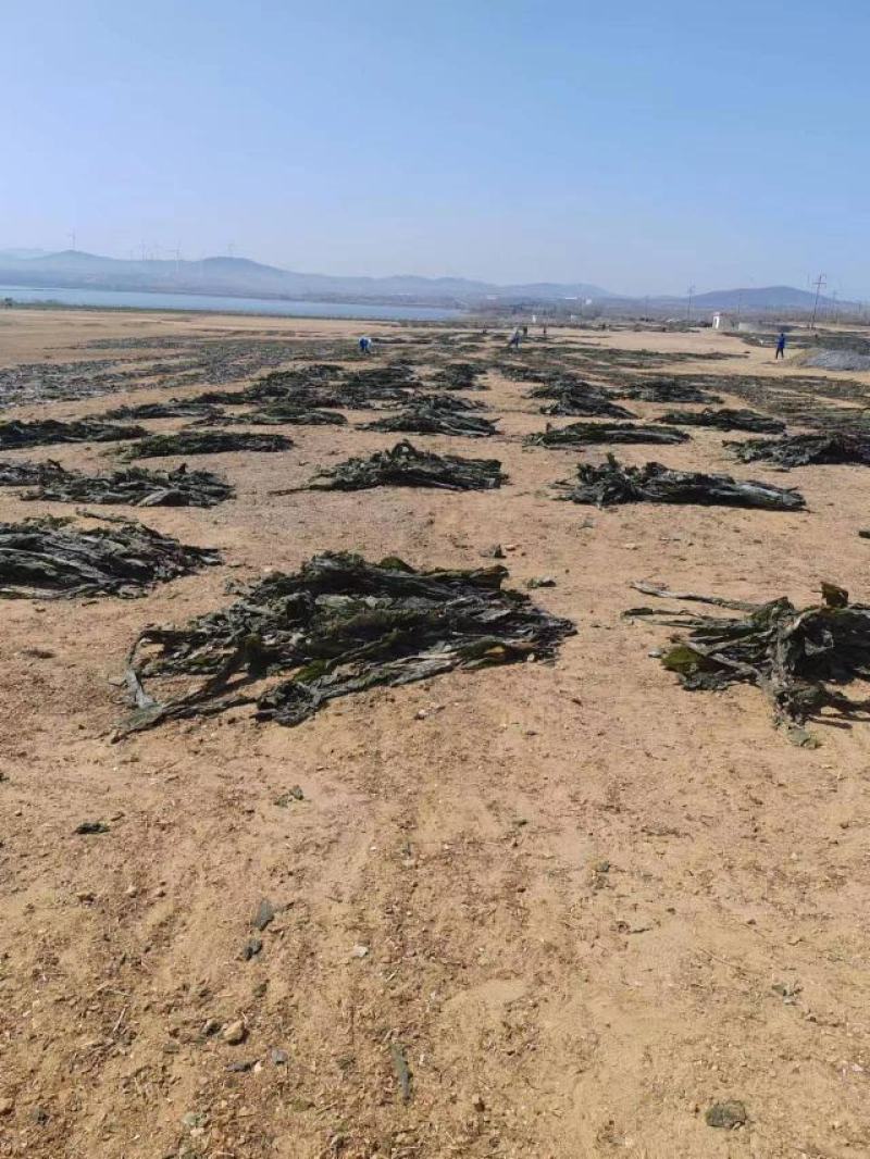 山东海带产地一手货源批发零售量大价优欢迎咨询