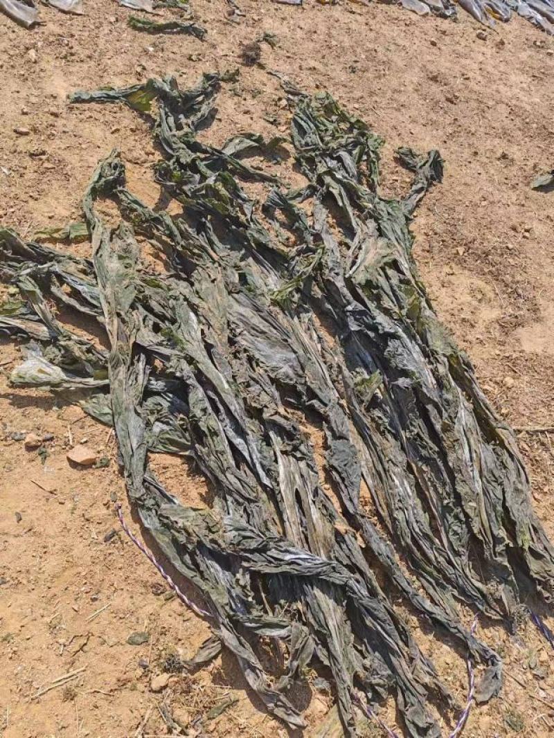 山东海带产地一手货源批发零售量大价优欢迎咨询