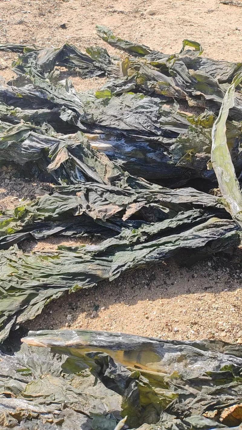 山东海带产地一手货源批发零售量大价优欢迎咨询