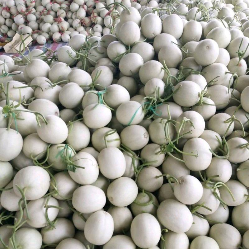 【精选】冰清玉姑甜瓜玉菇甜瓜，批发商，大量供应，诚信合作