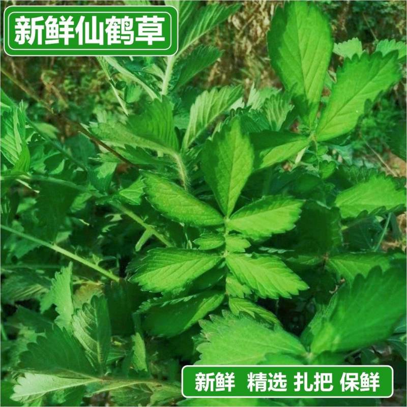 仙鹤草种苗龙牙草脱力草狼牙草种苗大量供应