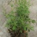 仙鹤草种苗龙牙草脱力草狼牙草种苗大量供应
