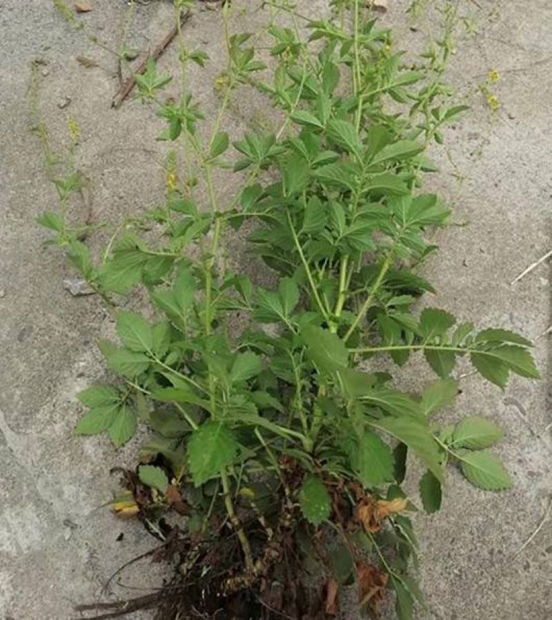 仙鹤草种苗龙牙草脱力草狼牙草种苗大量供应