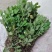 仙鹤草种苗龙牙草脱力草狼牙草种苗大量供应