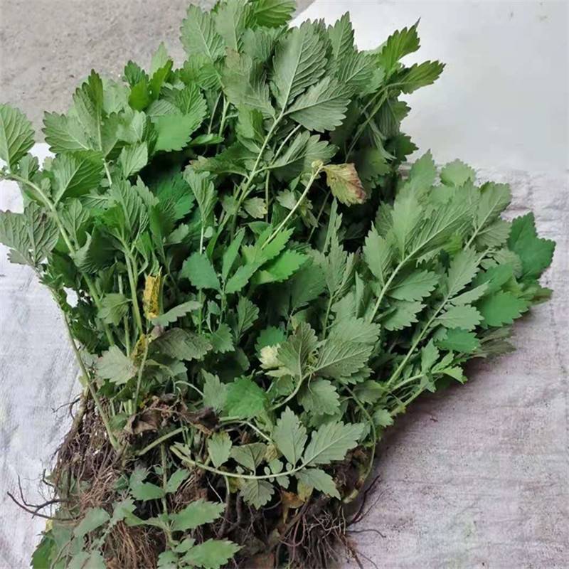 仙鹤草种苗龙牙草脱力草狼牙草种苗大量供应