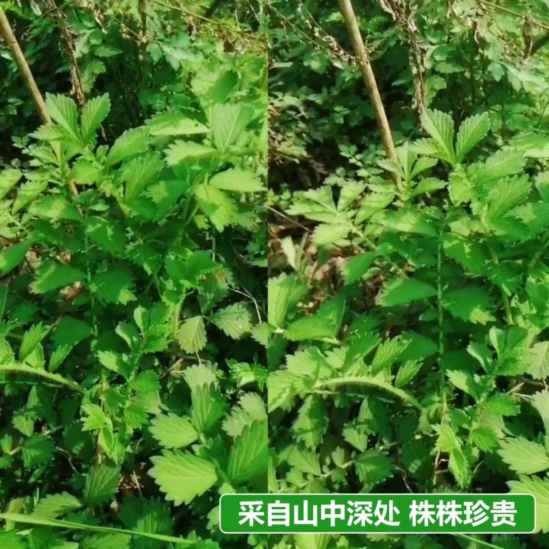 仙鹤草种苗龙牙草脱力草狼牙草种苗大量供应
