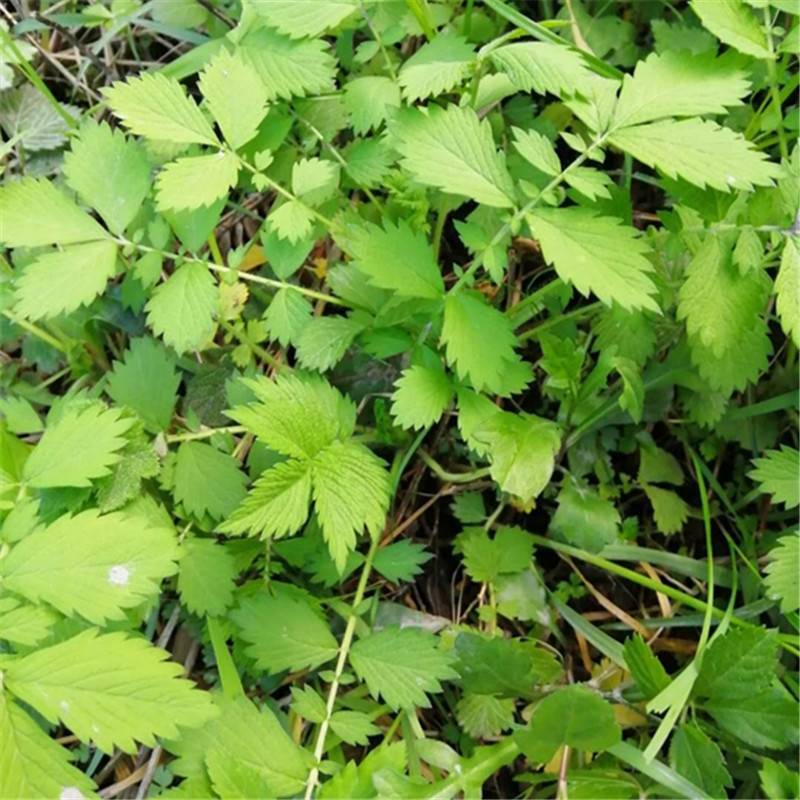仙鹤草种苗龙牙草脱力草狼牙草种苗大量供应