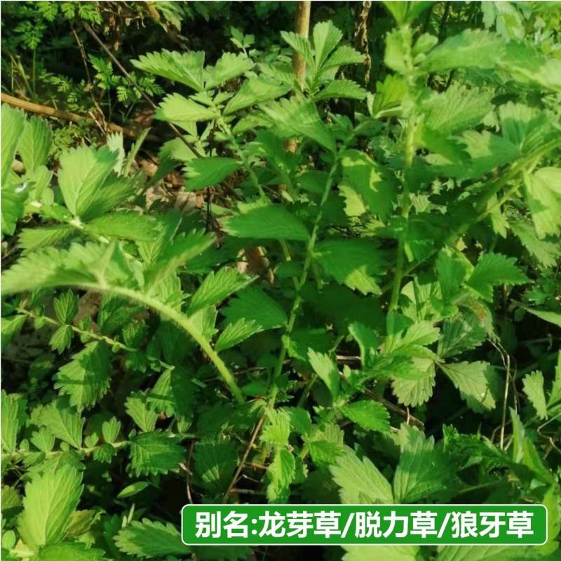 仙鹤草种苗龙牙草脱力草狼牙草种苗大量供应