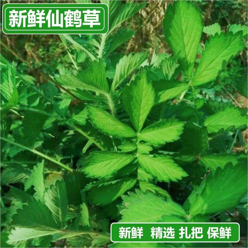 仙鹤草种苗龙牙草脱力草狼牙草种苗大量供应