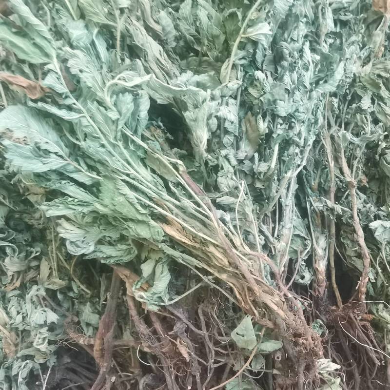 仙鹤草中草药大量供应