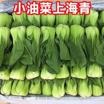 (油菜)现摘新鲜蔬菜上海青小油菜农家自种蔬菜类小青菜绿叶