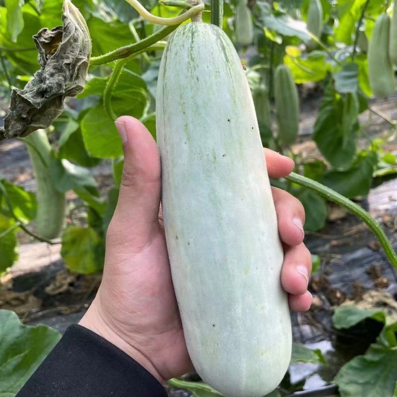博洋六一，对接市场批发，零售，电商一件代发及挂链接，团