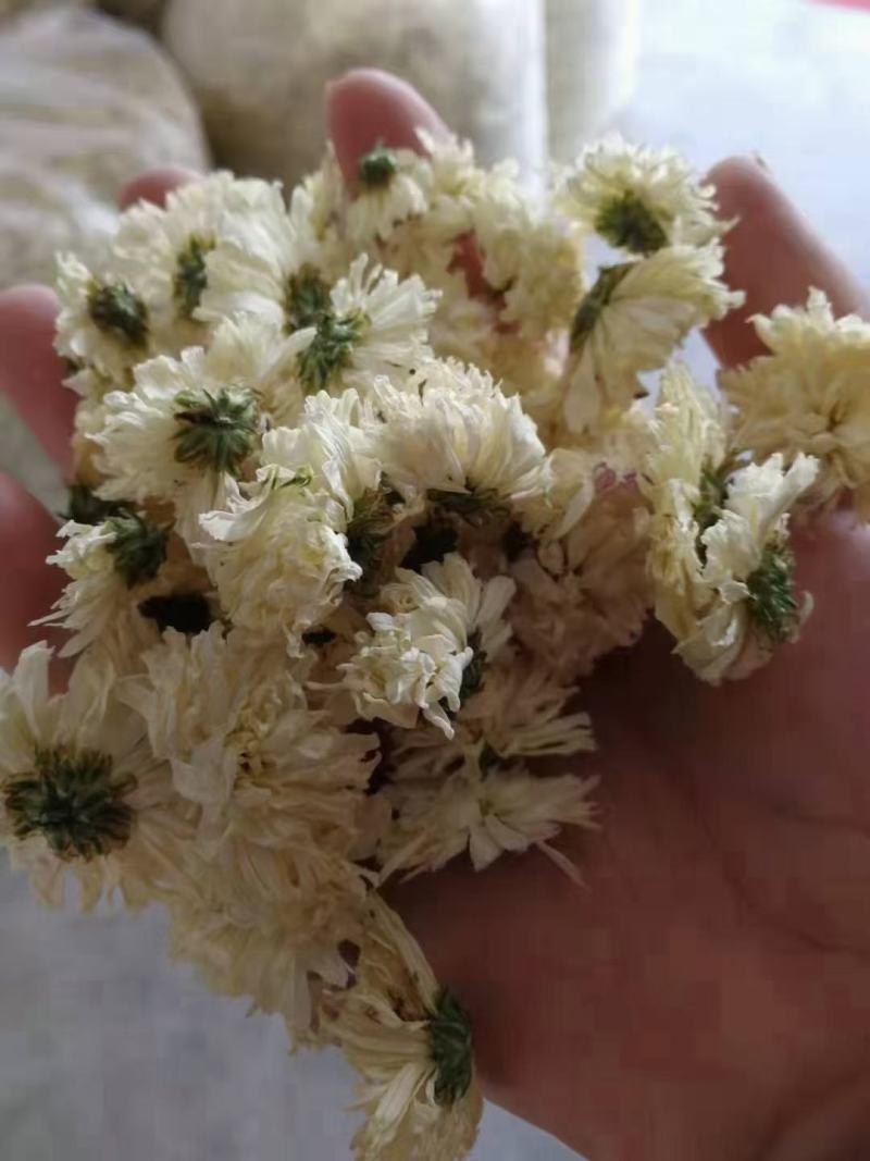 白菊花七月菊黄山贡菊茶花大全