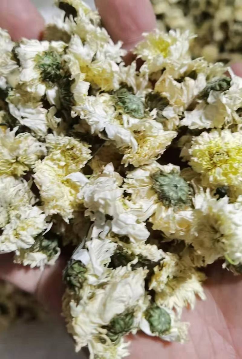 白菊花七月菊黄山贡菊茶花大全