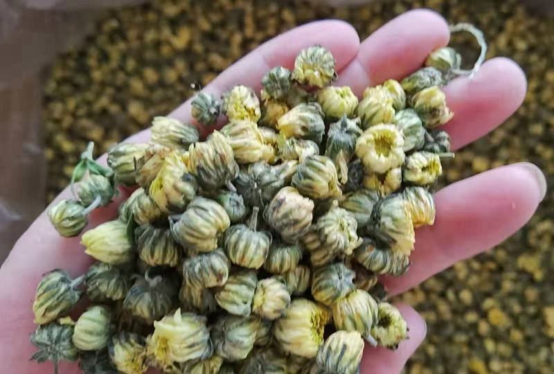 白菊花七月菊黄山贡菊茶花大全