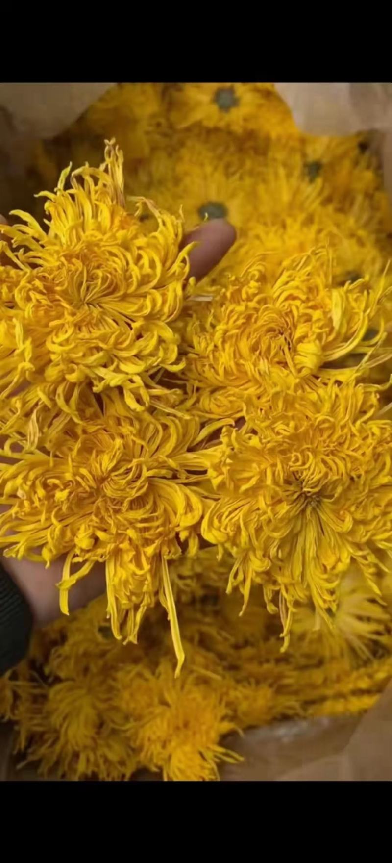 白菊花七月菊黄山贡菊茶花大全