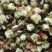 白菊花七月菊黄山贡菊茶花大全