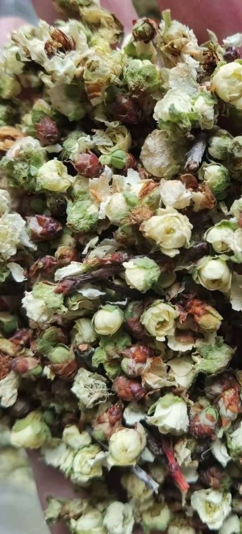 白菊花七月菊黄山贡菊茶花大全