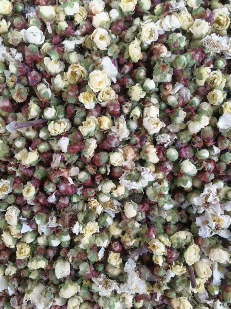 白菊花七月菊黄山贡菊茶花大全