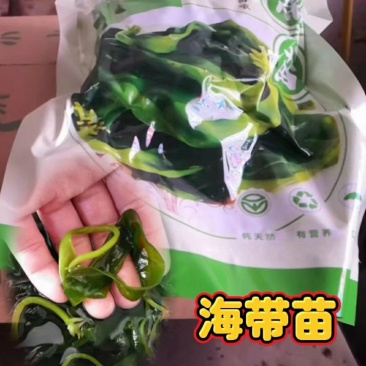 海带苗海带芽海带嫩苗小海带海带海带苗脱水海带块海带干