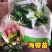 海带苗海带芽海带嫩苗小海带海带海带苗脱水海带块海带干