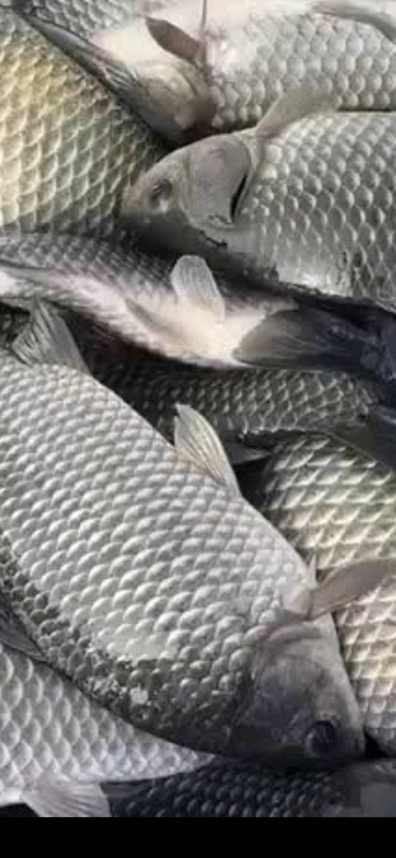 重庆中科五号鲫鱼，大量接单中可视频看货欢迎咨询