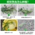 食叶型红薯叶苗专吃叶子的番薯叶苗广西地瓜红苕叶苗吃叶红薯