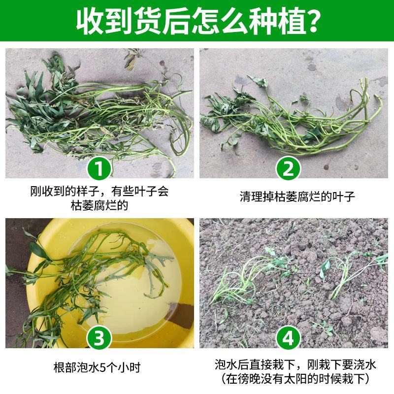 食叶型红薯叶苗专吃叶子的番薯叶苗广西地瓜红苕叶苗吃叶红薯
