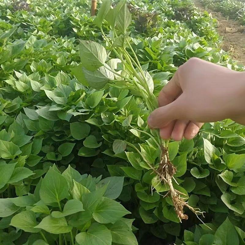 食叶型红薯叶苗专吃叶子的番薯叶苗广西地瓜红苕叶苗吃叶红薯
