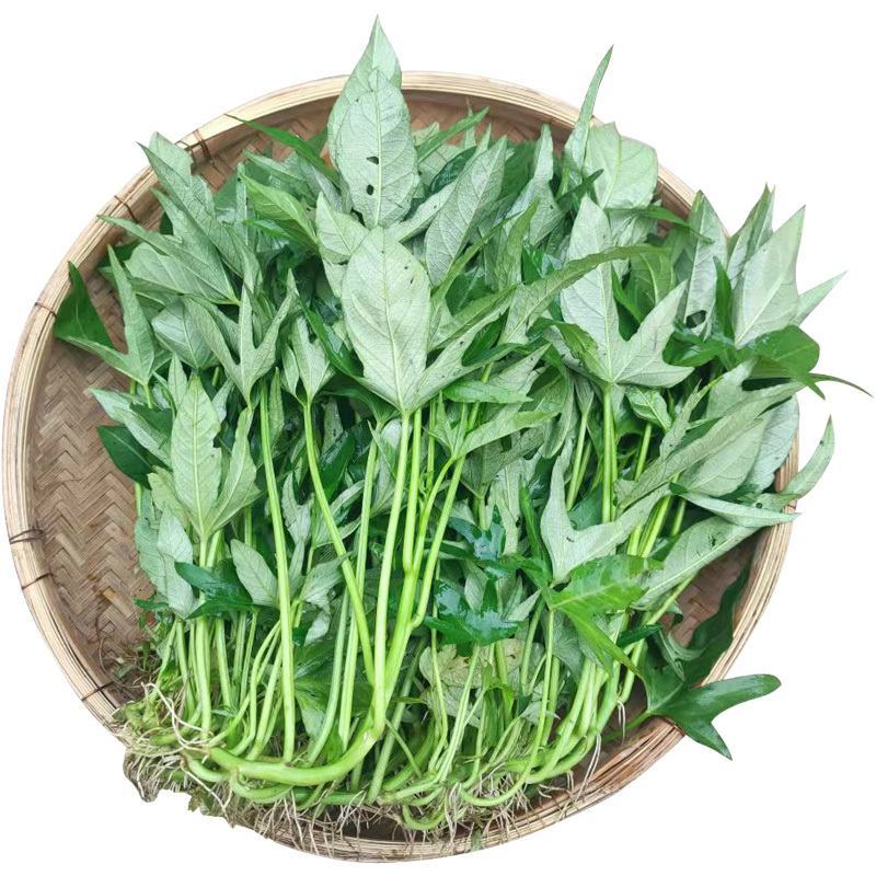 食叶型红薯叶苗专吃叶子的番薯叶苗广西地瓜红苕叶苗吃叶红薯
