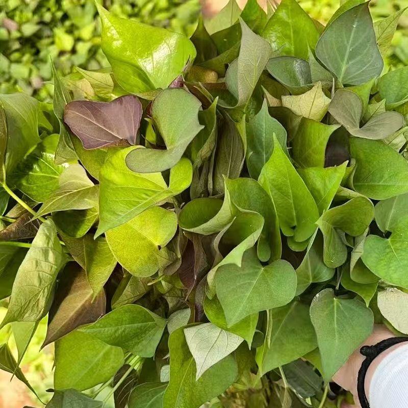 食叶型红薯叶苗专吃叶子的番薯叶苗广西地瓜红苕叶苗吃叶红薯