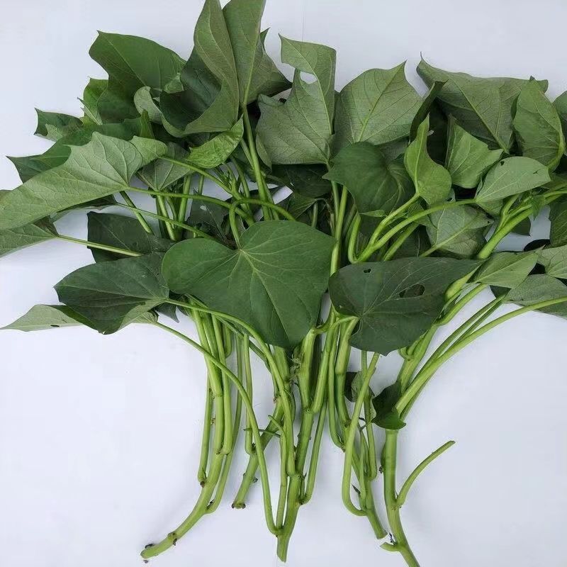 食叶型红薯叶苗专吃叶子的番薯叶苗广西地瓜红苕叶苗吃叶红薯