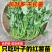 食叶型红薯叶苗专吃叶子的番薯叶苗广西地瓜红苕叶苗吃叶红薯