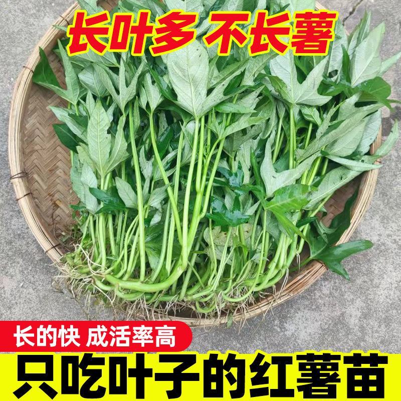 食叶型红薯叶苗专吃叶子的番薯叶苗广西地瓜红苕叶苗吃叶红薯