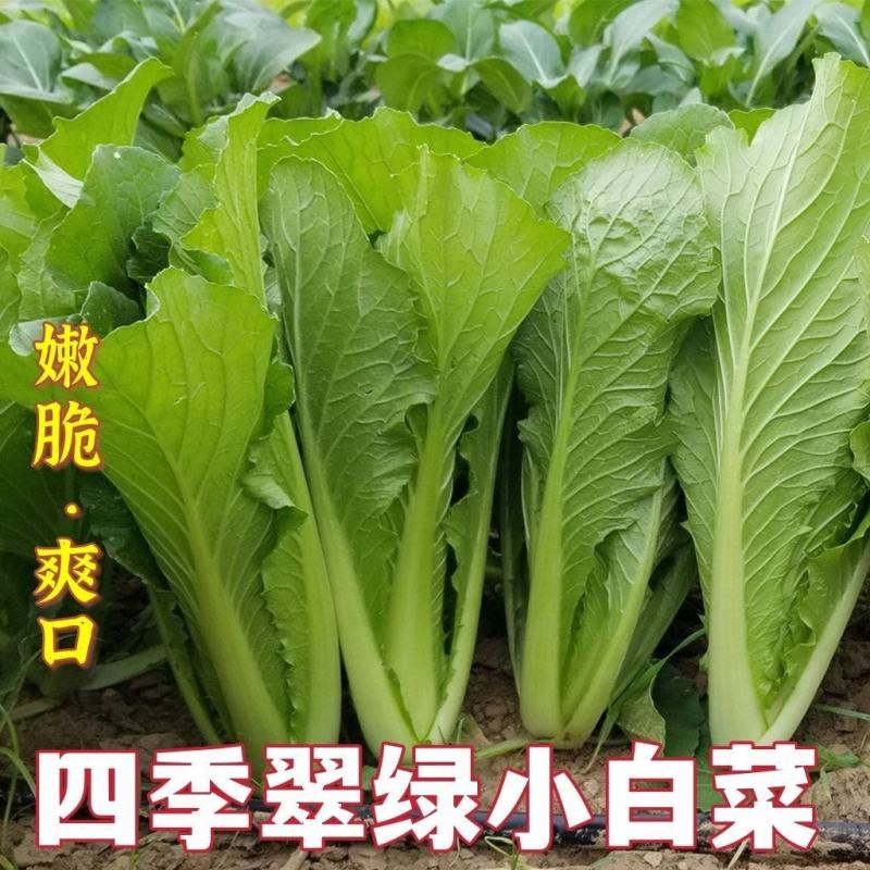 曹县小白菜快菜毛白菜新鲜采摘批发市场商超档口