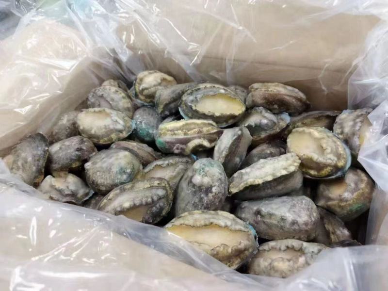 山东活鲍鱼产地一手货源批发零售量大价优。活鲍鱼22头32