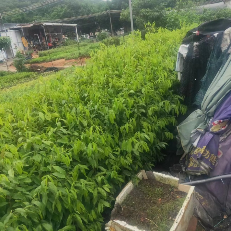 沉香树苗