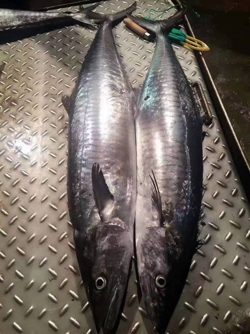 【鲅鱼马胶鱼】10斤以上、10斤以下、海捕产品