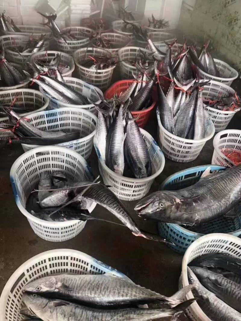 【鲅鱼马胶鱼】10斤以上、10斤以下、海捕产品