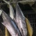 【鲅鱼马胶鱼】10斤以上、10斤以下、海捕产品