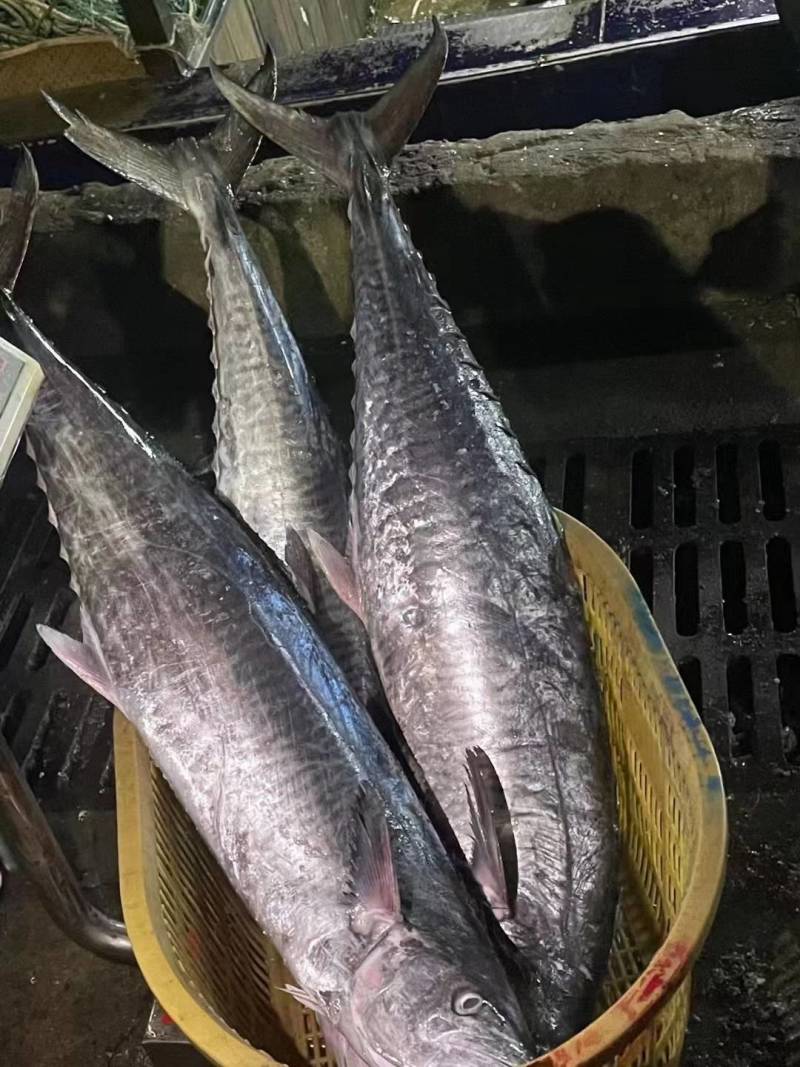 【鲅鱼马胶鱼】10斤以上、10斤以下、海捕产品