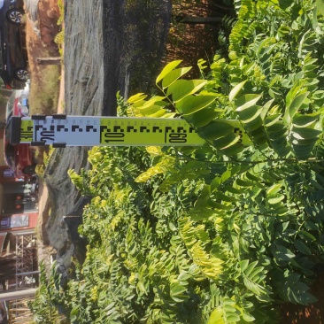黄花梨