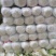 娃娃菜大娃娃菜小娃娃菜各种精品包装电商货市场货