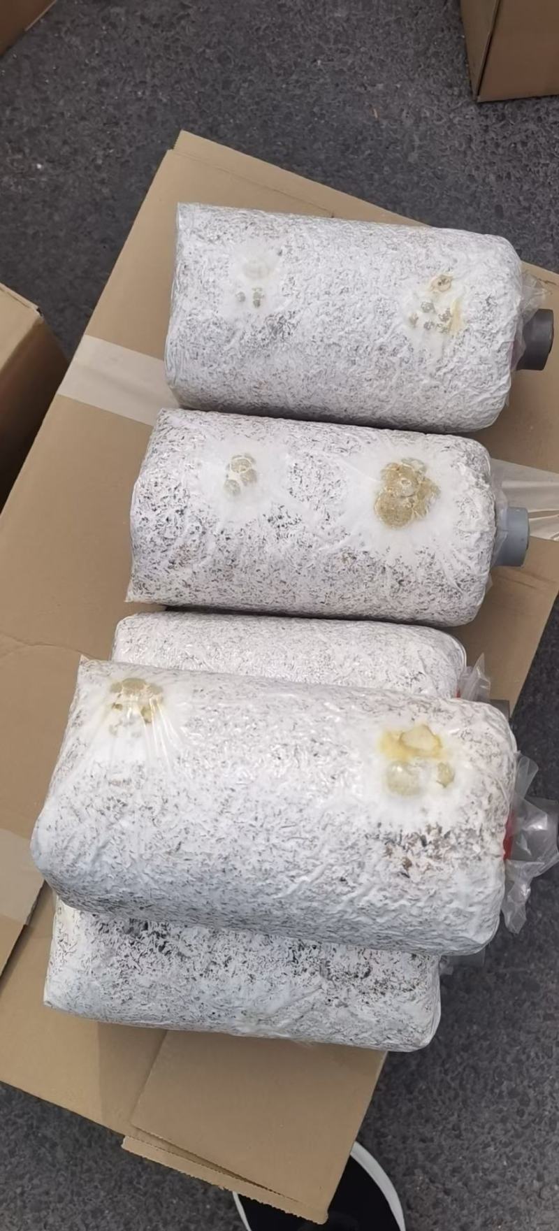 金耳，猪肚菇，秀珍菇