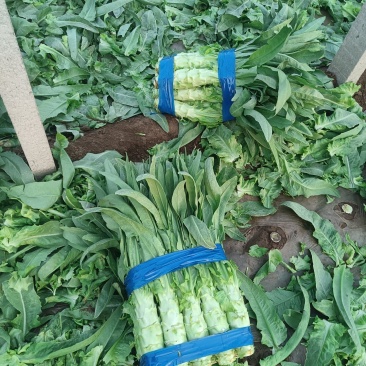 莴苣产地直销