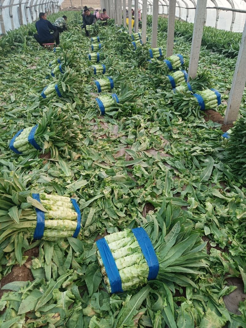 莴苣产地直销
