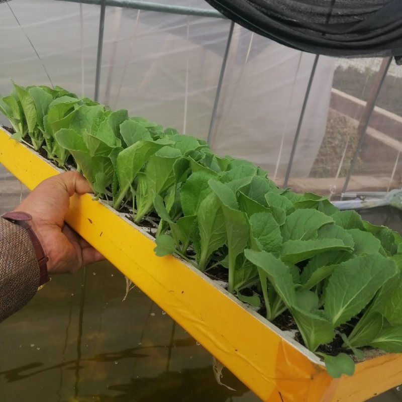 大白菜苗耐寒耐热耐起苔定植时间短抗大根