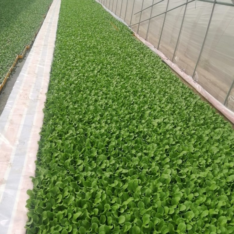 大白菜苗耐寒耐热耐起苔定植时间短抗大根