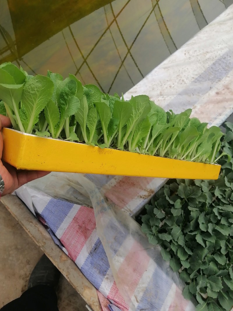 大白菜苗耐寒耐热耐起苔定植时间短抗大根
