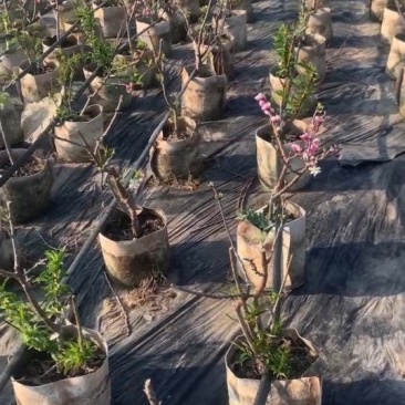 西梅盆栽黑桃盆栽，全国发货，基地直供，量大从优